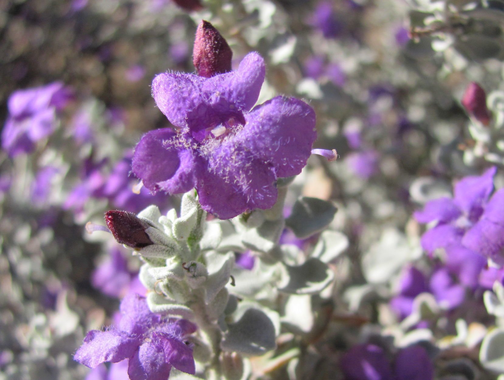 Blooms